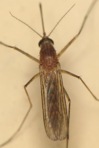 Culex quinquefasciatus